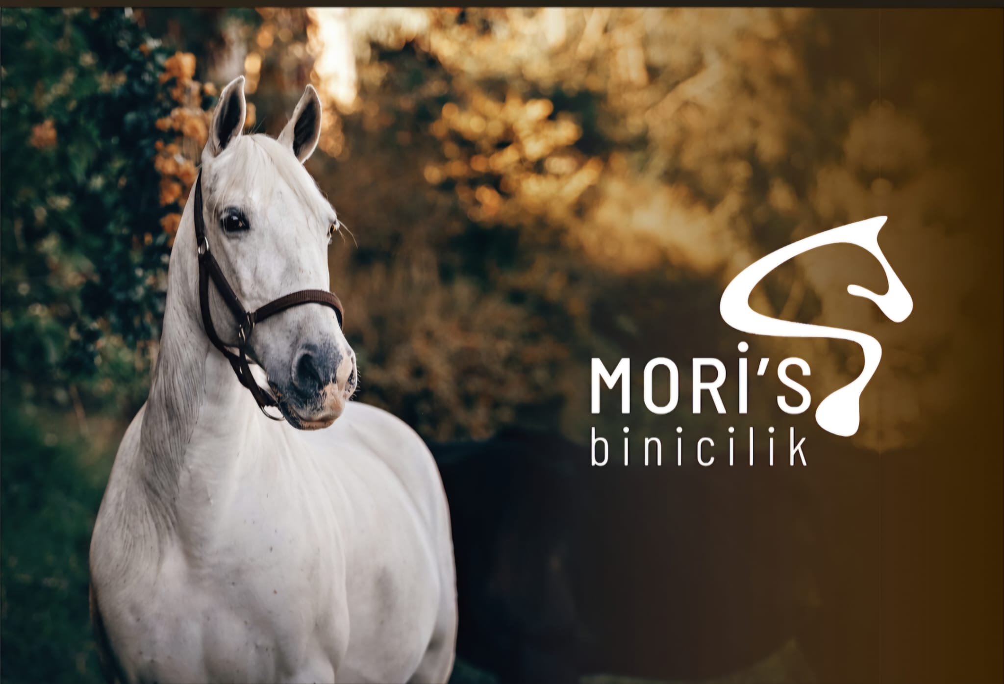 Moris binicilik kulübü