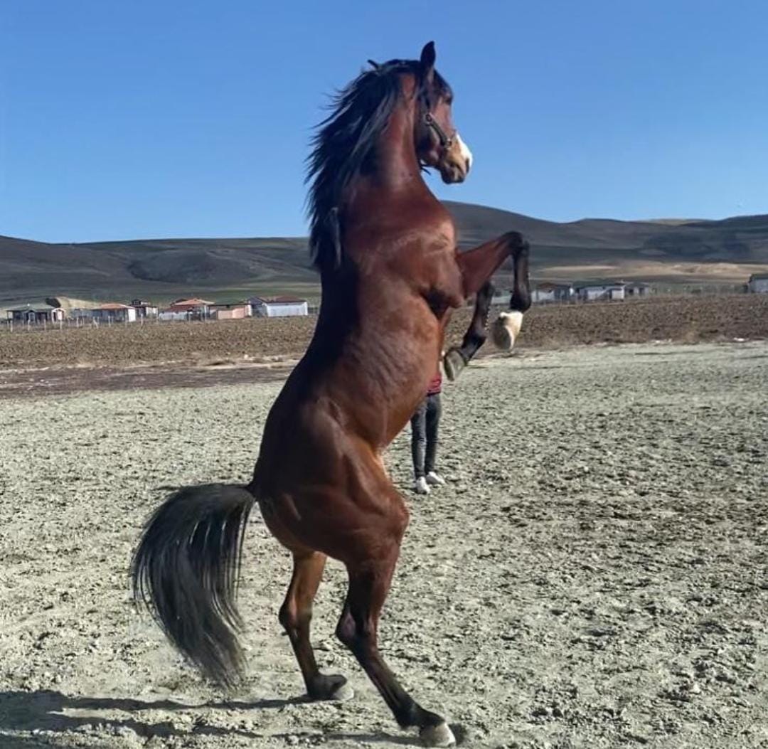 Kaydır 3