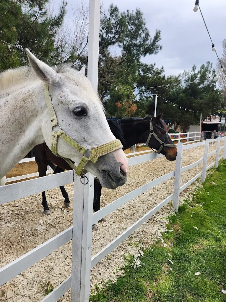Kaydır 2